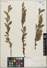 Foto von Salix glabra Scop. x Salix retusa L.